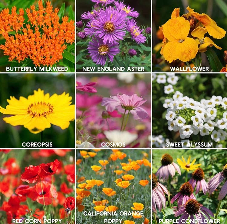 Wildflower Seed Paper Hearts in glass jar with cork lid